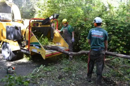 tree services Gales Ferry